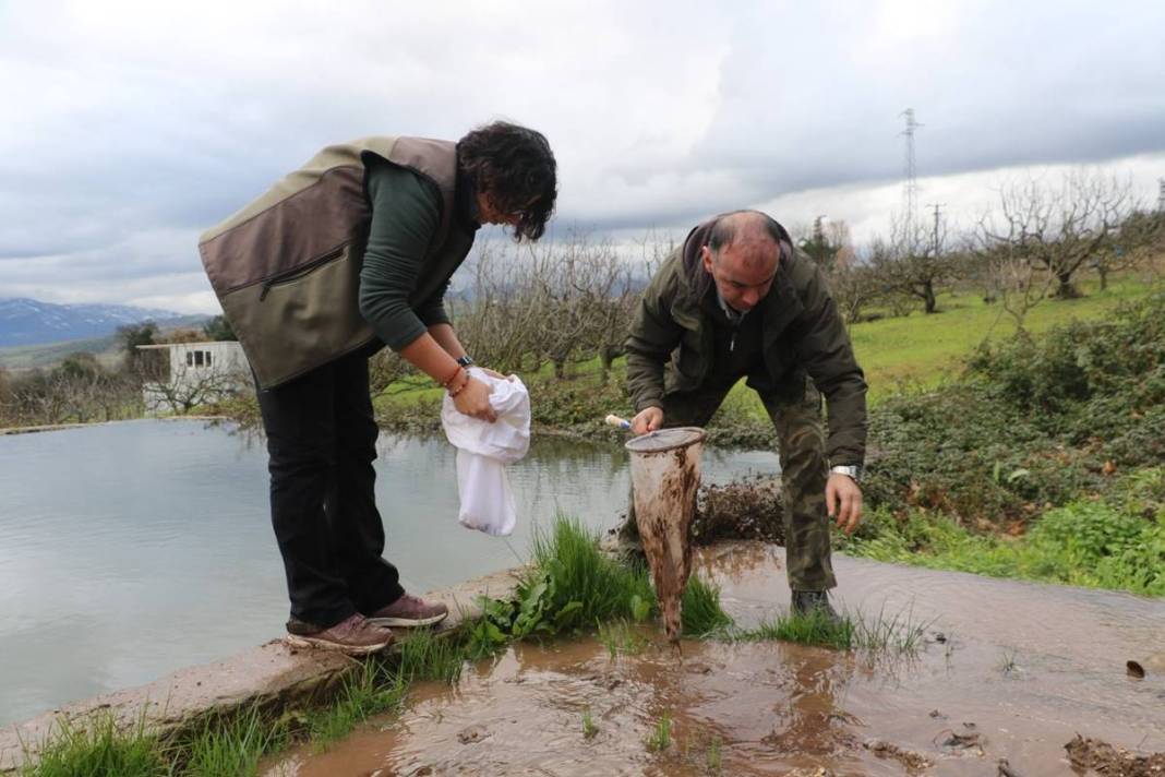 Yol kenarında tesadüfen bulundu: Zoologlar apar topar bu ilimize gitti! Meğer eskiden Kuzey Anadolu'da yaygınmış 10